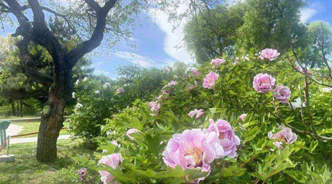 那年夏天,那年花开